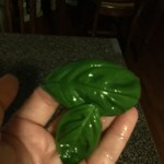 basil leaves