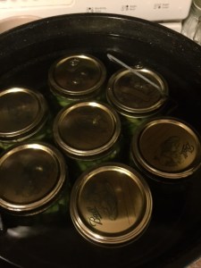 canning beans