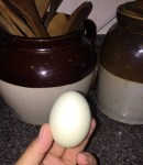 egg