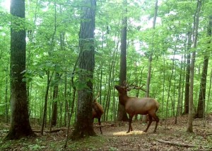Two Kentucky elk.