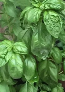 fresh basil two