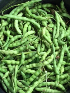 green beans