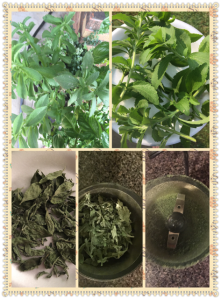 Growing & drying stevia