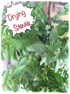 Sweet Herb/Stevia growing outside my back door! 
