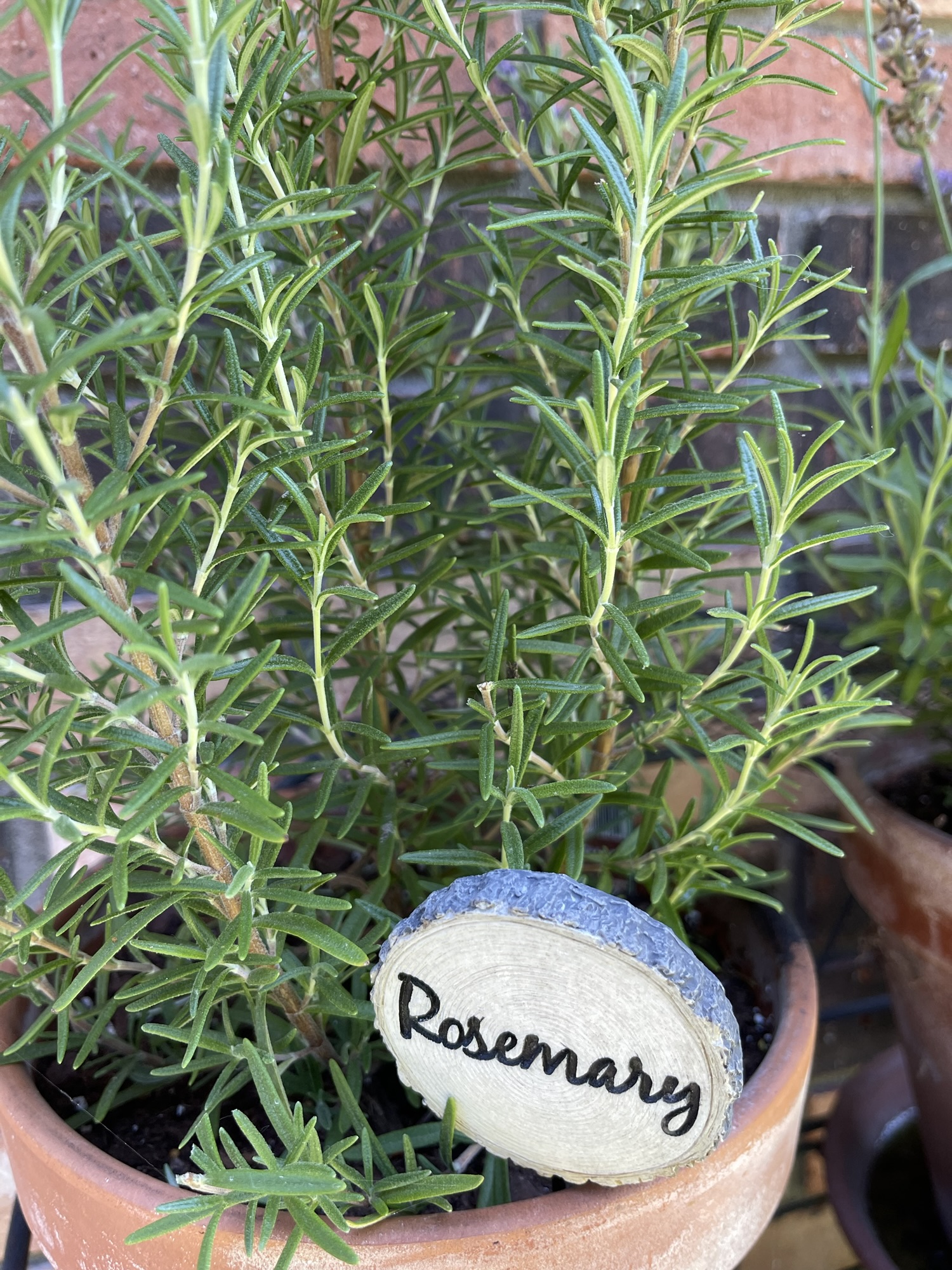 My Top Ten Herbs (Part Six; Rosemary Recipes included) | A